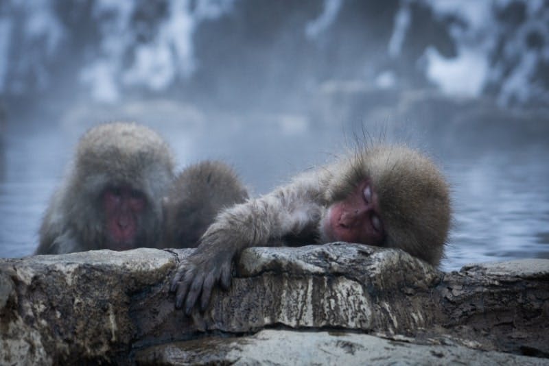 インバウンド人気観光地ランキング19位「地獄谷野猿公苑」の人気の理由・インバウンド対策とは