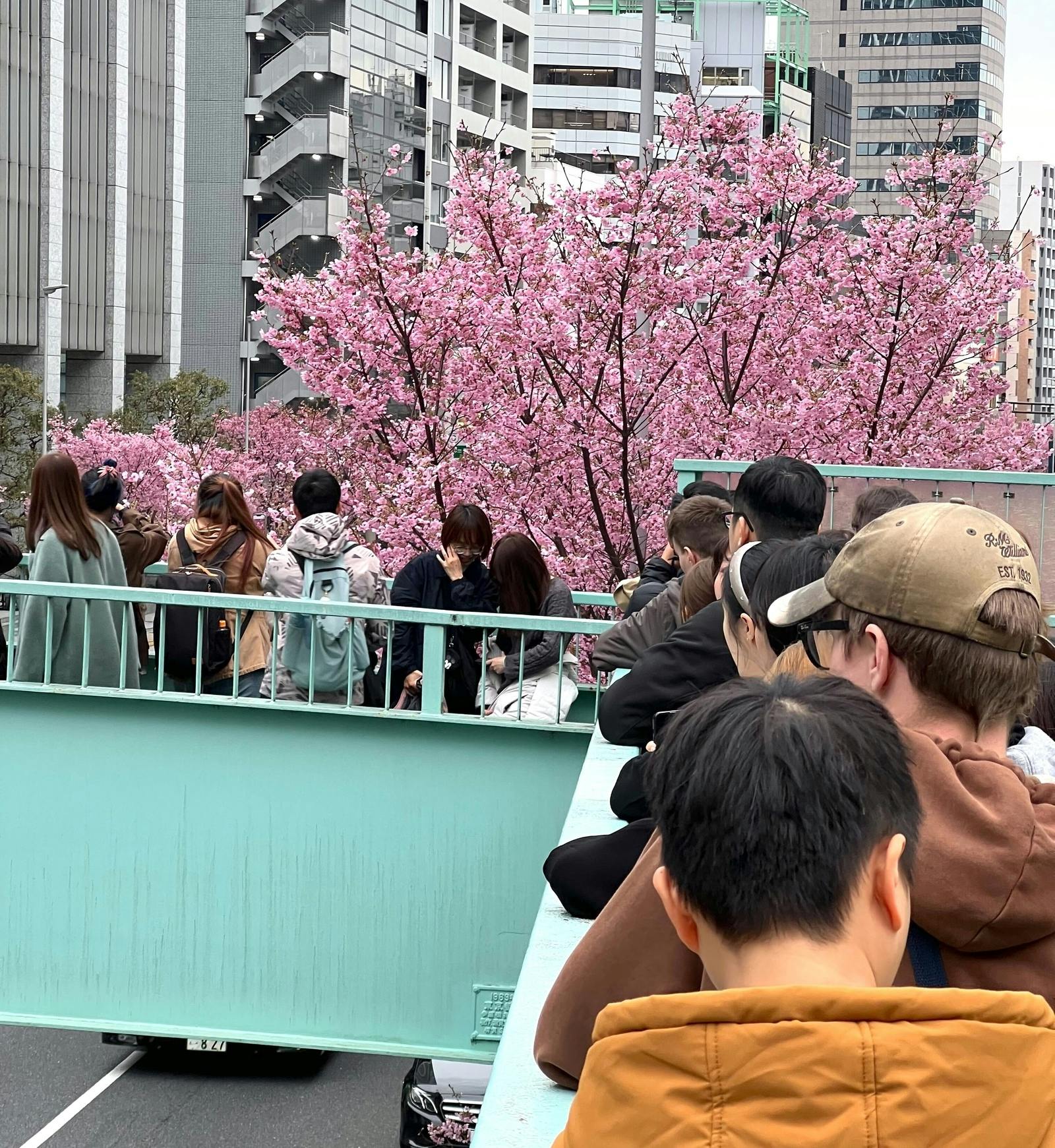 外国人 桜 インバウンド 渋谷