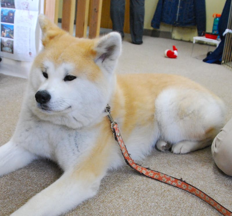 ▲大館駅前「秋田犬ふれあい処」では秋田犬に会える