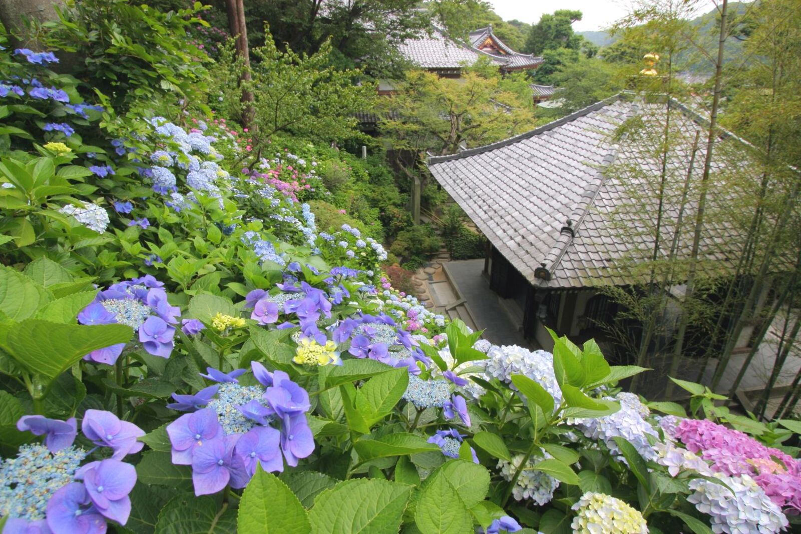 ▲長谷寺 あじさい路の様子：宗教法人 長谷寺 プレスリリースより