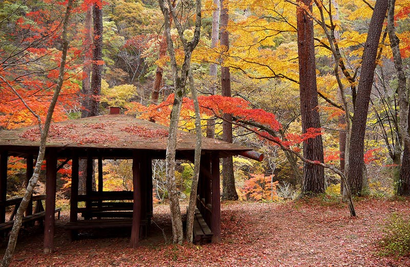 ▲昇仙峡の紅葉：昇仙峡公式サイト