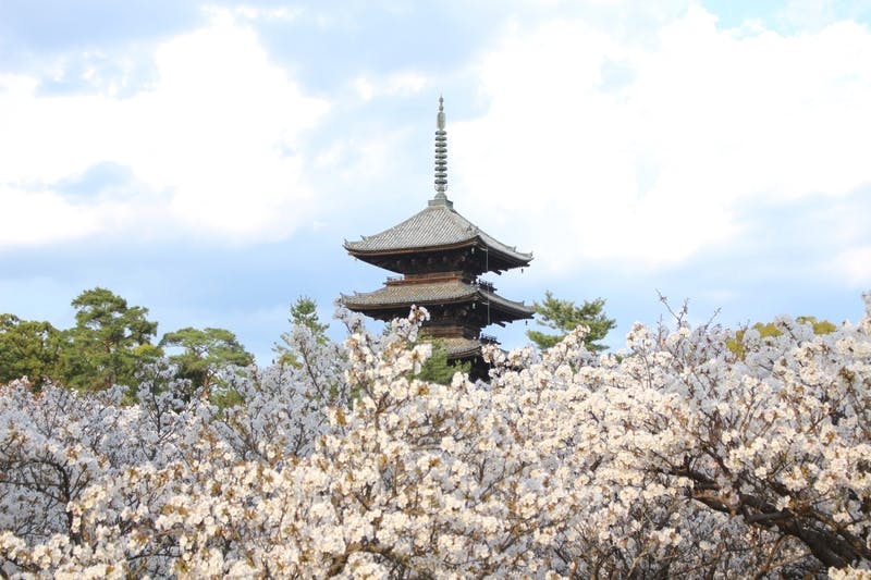 ▲訪日客も多く訪れる仁和寺の五重塔