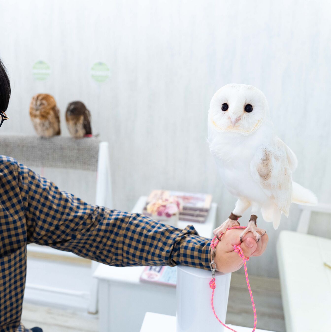 緊張しながらもフクロウを手に乗せる場面。フクロウとの触れ合いに、言葉は必要ありません、と店主の矢部氏　アキバフクロウ提供