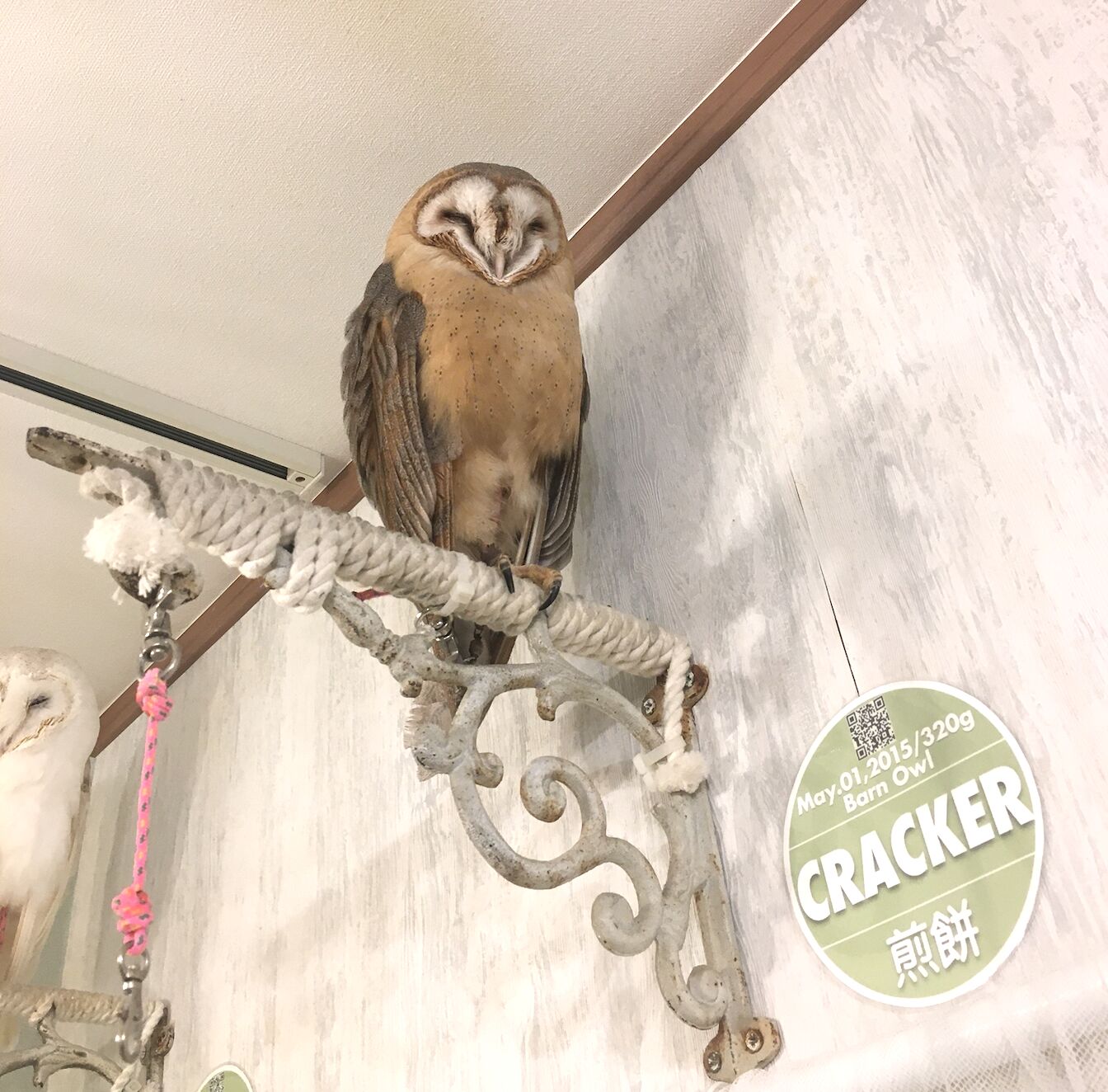 フクロウにはそれぞれお気に入りの止まり木があり、ちゃんと名前と対応したフクロウが定位置にいることも面白いポイント　訪日ラボ編集部撮影