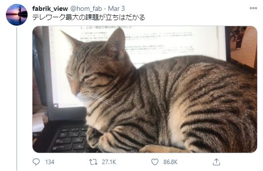 ▲猫がパソコンの上に座っている写真:Twitterより訪日ラボ編集部スクリーンショット Twitterに投稿された、猫がパソコンの上に座っている写真