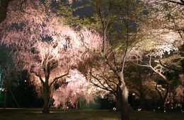 「観光公害」とは何か？京都の夜桜ライトアップ中止に見る実際の観光公害事例
