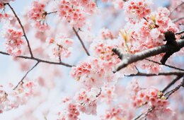 旧正月 アジアで人気の旅行先1位は「日本」Agoda調査