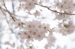 アメリカ人の「春休み」旅行検索、東京が前年比+55%と"急増" ローマやパリ上回る（Expedia調べ）