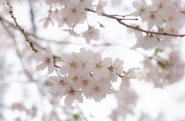 アメリカ人の「春休み」旅行検索、東京が前年比+55%と"急増" ローマやパリ上回る（Expedia調べ）