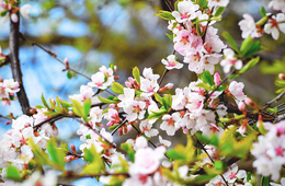 “桜の季節“の訪日観光「かつてない盛況」需要集中で一時予約停止に、英旅行代理店