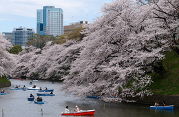 この春 最も”日本のお花見”を楽しむ国は？ 宿泊予約数ランキング 1位は米：Airbnb調べ
