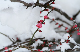 2月の訪日外客数は148万人 桜シーズン控え閑散期、東南アジアや欧米豪は堅調な回復