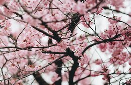 3月の訪日外客数は181万人、前月比23%増 桜シーズン到来で