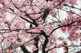 3月の訪日外客数は181万人、前月比23%増 桜シーズン到来で