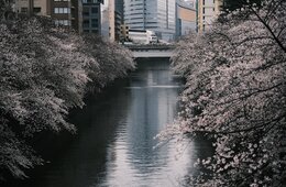 4月の訪日外客数は約195万人 北米からの来客数はコロナ前超え