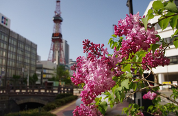 5月の訪日外客数は190万人 桜シーズン後の閑散期も回復基調続く