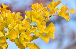 10月の訪日外客数251万人、コロナ後初めて2019年超える 14市場で10月過去最高