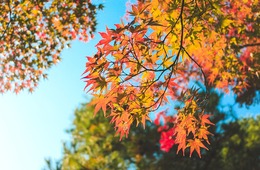 インバウンドに紅葉が人気な理由とは？訪日外国人向け紅葉ツアー事例5選も紹介