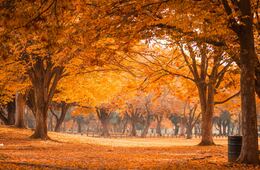 11月の訪日外客数244万人、年間累計2,000万人超える