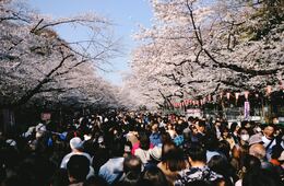 2024年の「桜」開花予想は？インバウンドにも人気、昨年の様子は