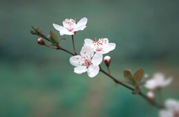 2024年中国人観光客の最新トレンド！SNSで人気の観光スポットとは？