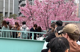 渋谷・明治通りの桜満開で外国人が殺到！中国SNSではハッシュタグ「#桜難民」がプチ流行