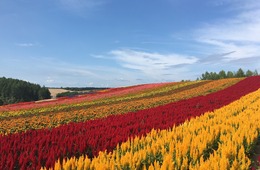 【北海道編】シリーズ「観光振興計画を読む」第3弾  北海道総合開発計画を踏まえた「世界トップクラス」の観光地域づくりとは