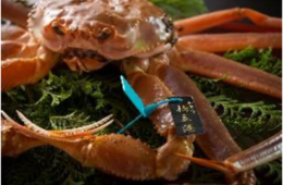 JR東日本、北陸の海の幸を堪能するツアー発売　台湾へのプロモーションも