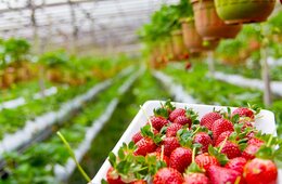 栃木県、農村でのインバウンド受け入れ強化を発表