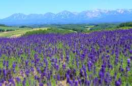 北海道の広域観光周遊ルートの特徴：主な観光資源は夏冬で表情を変える豊かな自然