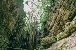 沖縄新テーマパーク「JUNGLIA（ジャングリア）」、交通対策計画の構想を発表