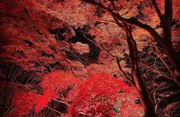 秋にインバウンドから人気集めた「体験」：山陽エリアが急上昇、モノづくり体験やバスツアーが人気