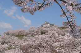 津山市観光アクションプランにみる インバウンドの地方誘致・地方創生に必要なこと：ターゲットの選定・分析と、適したPR手法によるブランディング