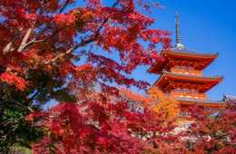 大阪から、紅葉の名所「京都」観光が便利に！　10月14日（土）から、「ホテル」～「京都」間を路線バス運行開始