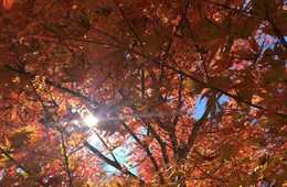 アジア圏は四季を求め、欧米圏は歴史好き：訪日客向けアクティビティコンテンツ ターゲットごとの人気の違いについて最新動向を解説