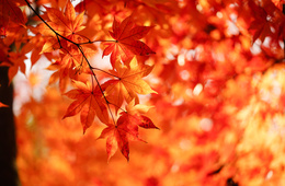訪日客にも人気の紅葉、今年の見頃は平年並み〜やや遅い見込み　嵐山は11月21日頃