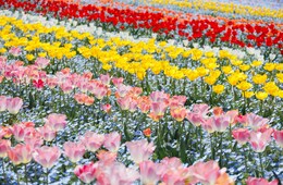 JNTO、「2027年国際園芸博覧会」の多言語サイト開設 インバウンドの地方誘客を目指す