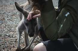 豪州市場は4年間で2倍に成長！訪日オーストラリア人の誘致方法 あなたは知っていますか？ Expediaの海外旅行市場レポートから見る過去1年間のオーストラリア人のアウトバウンド市場の全貌①