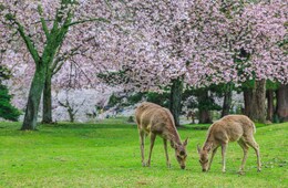 奈良県「飛鳥・藤原の宮都」が世界文化遺産に 日本の登録は佐渡金山に続き22件目