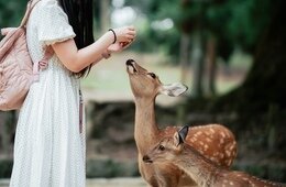 JNTO、米国向けに2027年の注目の旅行先を発表　奈良・香川など5県