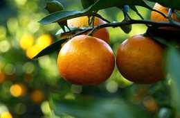 訪日香港人観光客に人気の和歌山に学ぶインバウンド政策：他県との違いを明確化した取り組み