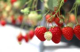 訪日香港人観光客に人気の観光ルート：四季を体験できる果物狩り、登山などが人気