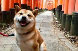 【京都】訪日外国人殺到！野良犬が一夜にしてアイドル犬に！ 戌年効果!? 柴犬好きの外国人が密かに集まる観光スポット！