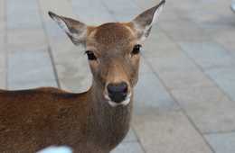 最近注目の中国インバウンド向けキラーコンテンツ それは「鹿」：そのブームの背景には中国の文化が 一方でトラブル対策も必要に