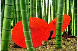 外国人利用者 初の4割超え、韓国人利用者に大きな伸び：京都市観光協会 2017年の外国人客宿泊状況調査を発表