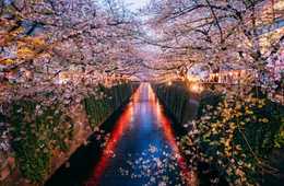 世界を牽引する旅行検索エンジンKAYAK、国内・訪日APAC旅行者が選ぶ「桜シーズンに人気の旅行先ランキング」を発表！－インドからの旅行者に高検索率な旅行地は、東京・大阪(京都)に次いで広島がランクインー
