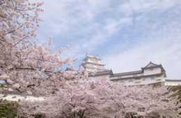 「トリップアドバイザーの口コミで選ぶ、日本のサクラ100選」を発表〜1年に1度、そこでしか見られない特徴的な桜の風景が人気に〜