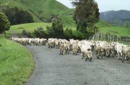 地味ながら着実な成長を見せる訪日ニュージーランド人市場：誘致するなら知っておきたい4つのこと