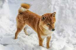 猿回しやイルカショーは虐待？秋田犬「マサル」贈呈はどうなの？動物を目玉にしたアニマルツーリズムは諸刃の剣・地方自治体やDMOが動物画像を海外発信するマナーについて