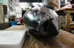 【築地】9/15に終了した外国人観光客に人気の「マグロ競り」今後どうなる？／移転先の豊洲市場 外国人の評価は『きれいすぎ』